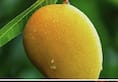 Alphonso to Totapuri: 5 most popular Mango varieties in India ATG