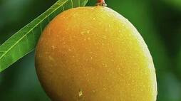 Alphonso to Totapuri: 5 most popular Mango varieties in India ATG