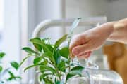 Is it right to keep plants in the kitchen ram 
