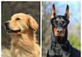 Golden Retriever to Labradors: 7 Most highly trainable dogs in India RTM