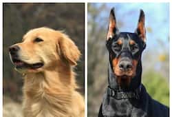 Golden Retriever to Labradors: 7 Most highly trainable dogs in India RTM
