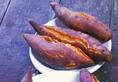 sweet potato benefits benefits shakarkand khane ke fayde kxa 