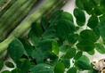moringa use for weight loss and health benefits  xbw