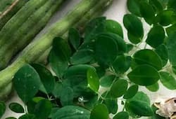 moringa use for weight loss and health benefits  xbw