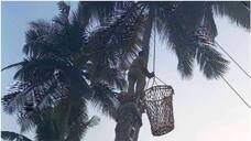 The fire force came to save the man who climbed the coconut tree to commit suicide