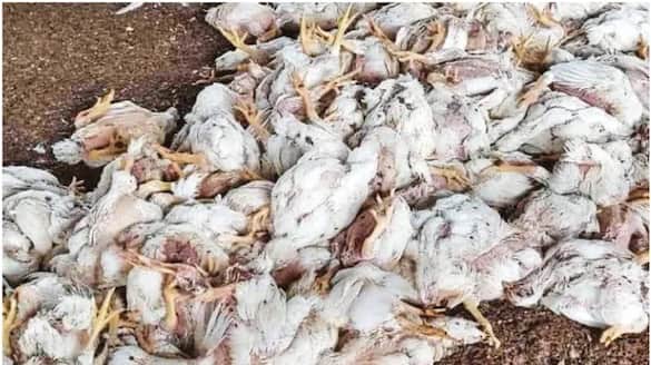 Complaint that about 1500 chickens of a farmer died after KSEB cut off electricity without warning in Valanchery.