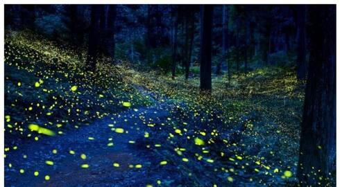 Bhimashankar Wildlife Reserve like The forest that shines like Pandora in the movie Avatar 