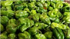 Mali Chili farmers who are the main crop of the district are in crisis