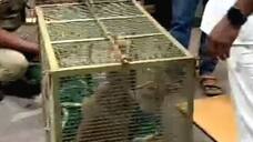 monkey that create mess in alappuzha medical college finally trapped 
