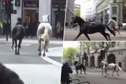 2 Army horses gallop through Central London during rush hour, contained by police amidst chaos (WATCH) snt