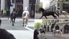 2 Army horses gallop through Central London during rush hour, contained by police amidst chaos (WATCH) snt