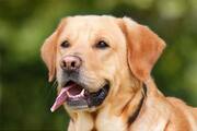 Beagle to Labrador Retriever-7 naughtiest dog breeds  RBA EAI