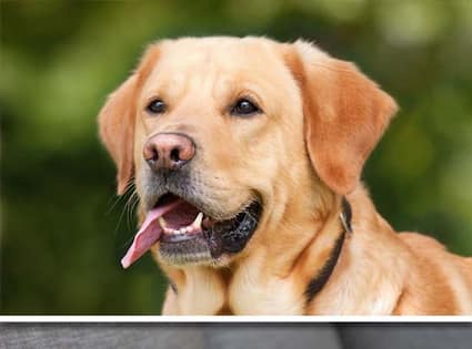 Beagle to Labrador Retriever-7 naughtiest dog breeds  RBA EAI