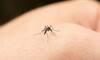 बिना Mosquito Spray के भागेंगे मच्छर,आज ही अपनाएं ये 5 घरेलू नुस्खे