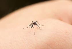 Home remedies to keep mosquitoes away zkamn