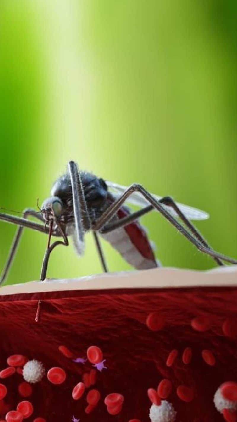 Word Malaria Day 2024: 5 differences between Malaria and Dengue; Read now ATG