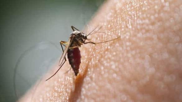 World Malaria Day 2024 symptoms of Malaria you must know  