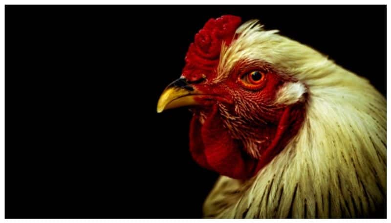 Study says Chicken s face colour may change during emotional moments 
