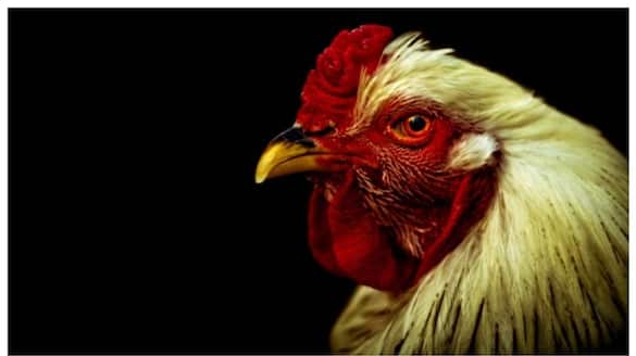 Study says Chicken s face colour may change during emotional moments 