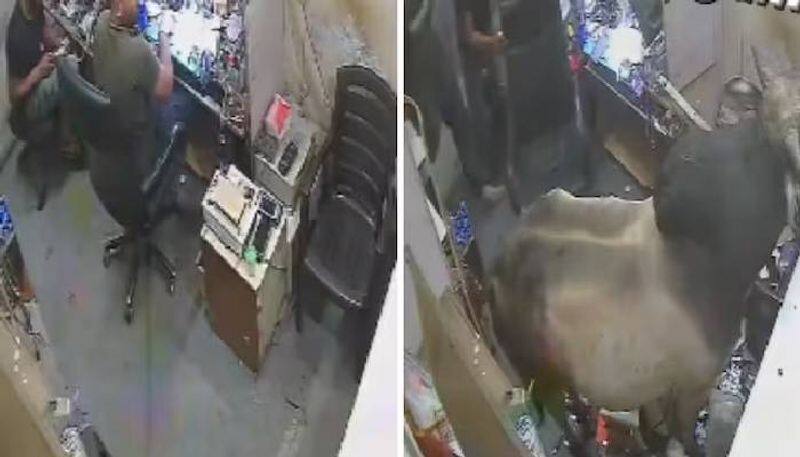 bull jumping inside mobile repairing shop video 