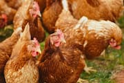 Do you know colour of chicken's face changes with their mood? rkn