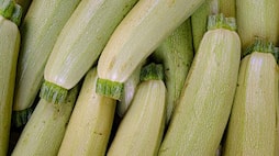 7 reasons why Zucchinis are MUST for summer ATG