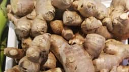 how to grow ginger in home 