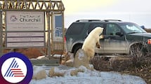 People Leave Car Door Open Canada Churchill Protect Others From Polar Bear roo