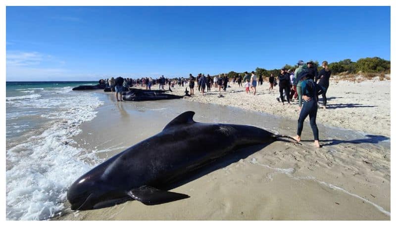 100 Pilot whales rescues in Australia 