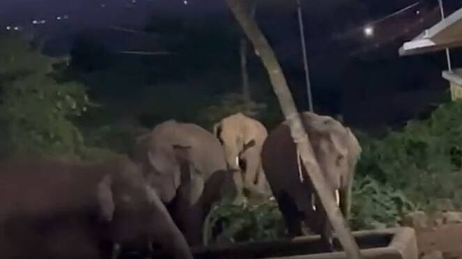 coimbatore wild elephants that invaded in search of water.. Viral Video tvk