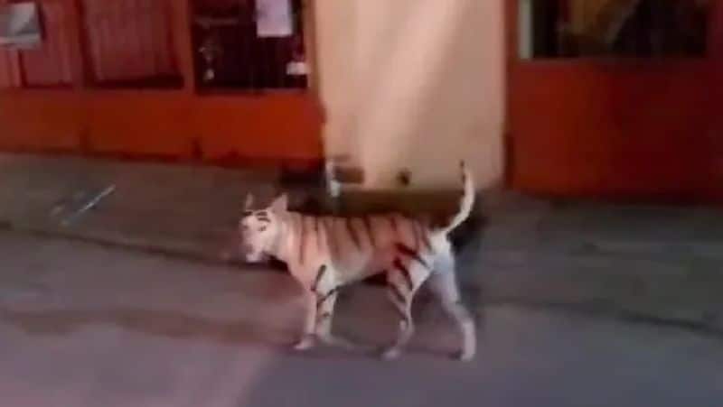 Youths who disguised dogs as tigers and threatened the public tvk