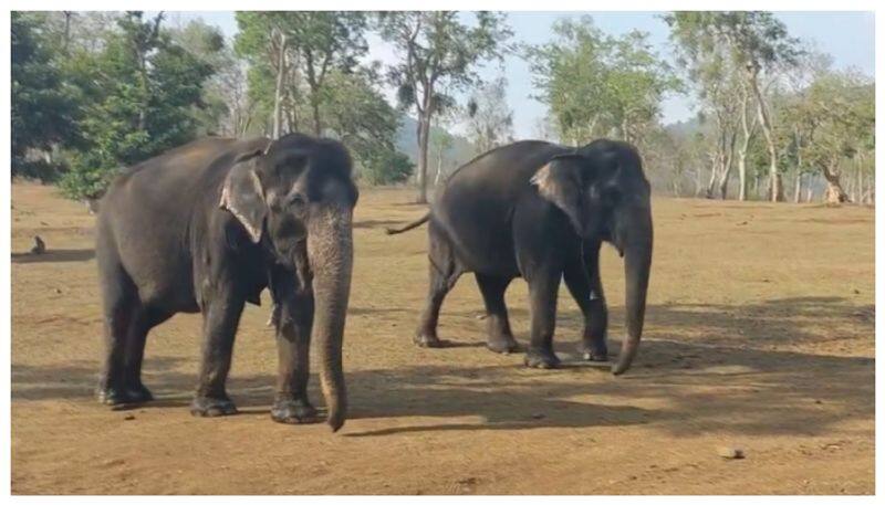 55 years of elephant friendship has gone viral on social media