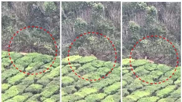 group of tigers spotted near tea plantation in Kannimala Munnar people complain of attacking cows