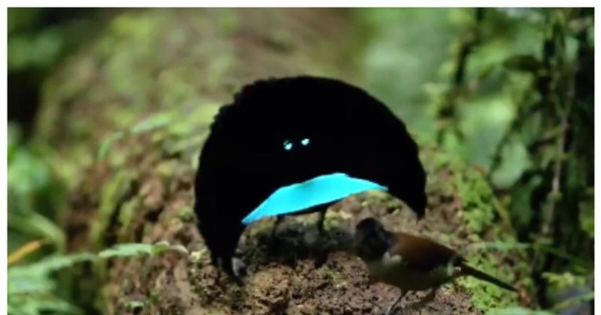 Watch Video ഇണയ്ക്കായി നൃത്ത വേദിയൊരുക്കി നൃത്തം ചെയ്യും; മനുഷ്യരെ തോ