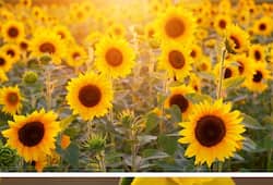 Sunflowers to Daffodils: 5 yellow flowers that can make you happy ATG