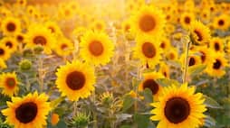 Sunflowers to Daffodils: 5 yellow flowers that can make you happy ATG