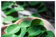 health benefits of moringa leaves 