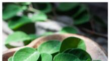 health benefits of moringa leaves 