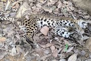 Dead leopard found in Nagamala Thenmala forest range