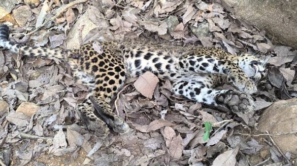 Dead leopard found in Nagamala Thenmala forest range