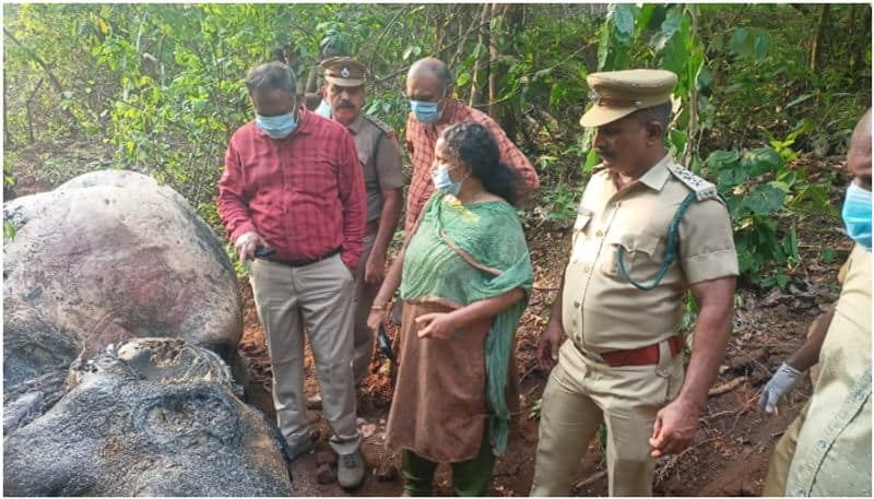 wild elephant death in pathanapuram kollam