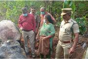 wild elephant death in pathanapuram kollam