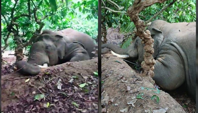 wild elephant died in wayand due to electric shock