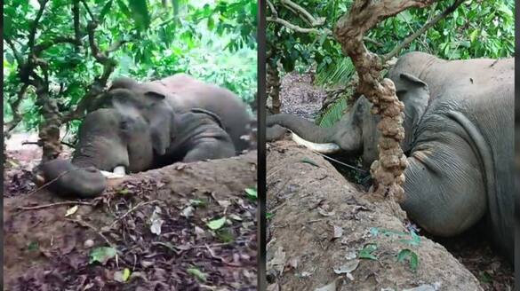 wild elephant died in wayand due to electric shock