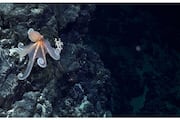 new studys says More than 100 volcanic hills and new species beneath the sea near the Chilean coast 