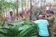 Tiger in Parakadav Manjumma, forest department unconfirmed; Surveillance has been intensified