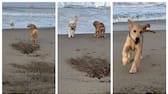 video of the dogs friendship is going viral on social media 