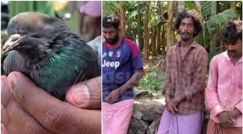 Cruelty against Birds in Kozhikode Three held on charge of hunting migratory birds 