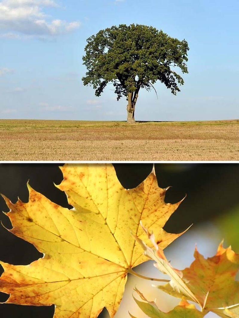 Oak To Maple: 5 Trees That Help In Keeping Environment Cool