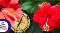 Try hibiscus vastu tips to get good luck astological tips pav 